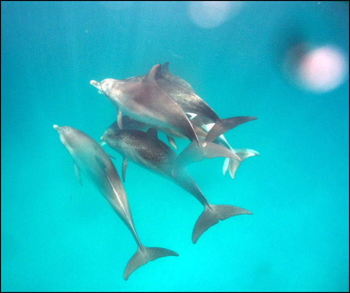 Group of Atlantic spotted dolphins 